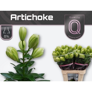 LI LA ARTICHOKE 3+