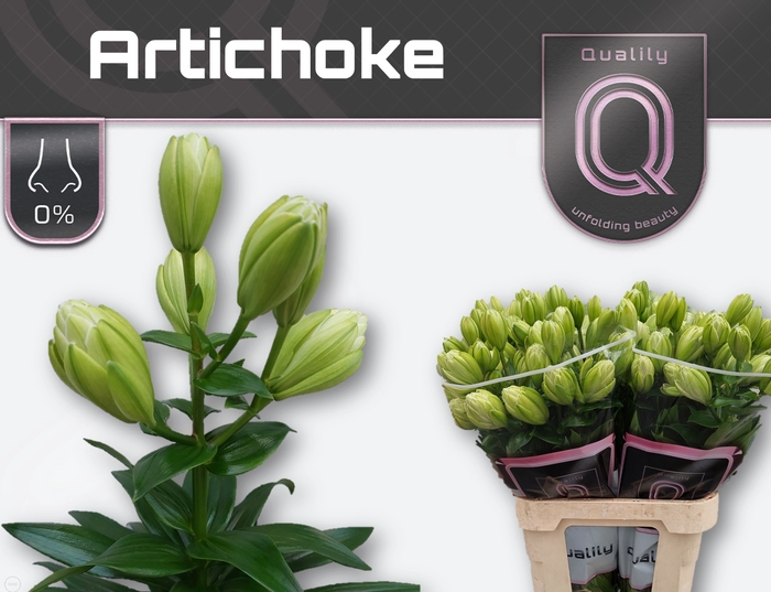 <h4>LI LA ARTICHOKE 4+</h4>