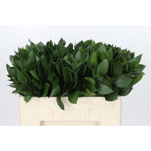 Ruscus aculeatus   ...groot blad
