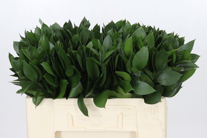 <h4>Ruscus aculeatus   ...groot blad</h4>