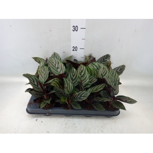 Calathea   ...