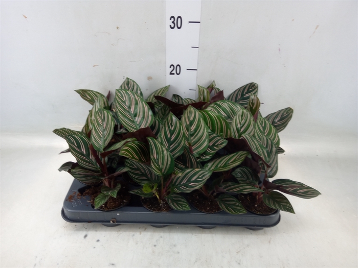 <h4>Calathea   ...</h4>