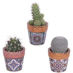 Cactus mix Ø5,5 cm in Ceramic Pot Mosaïc Ø07cm