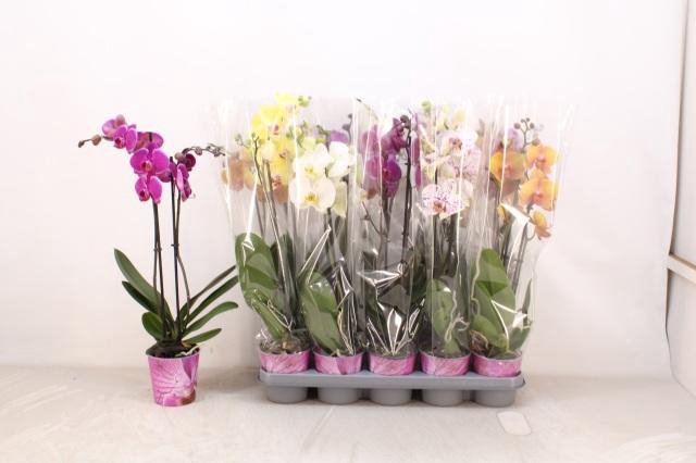 <h4>PHAL GEM 5 KL</h4>