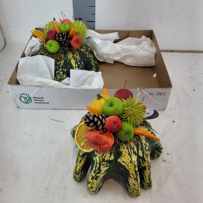 <h4>CUCURBITA OV</h4>