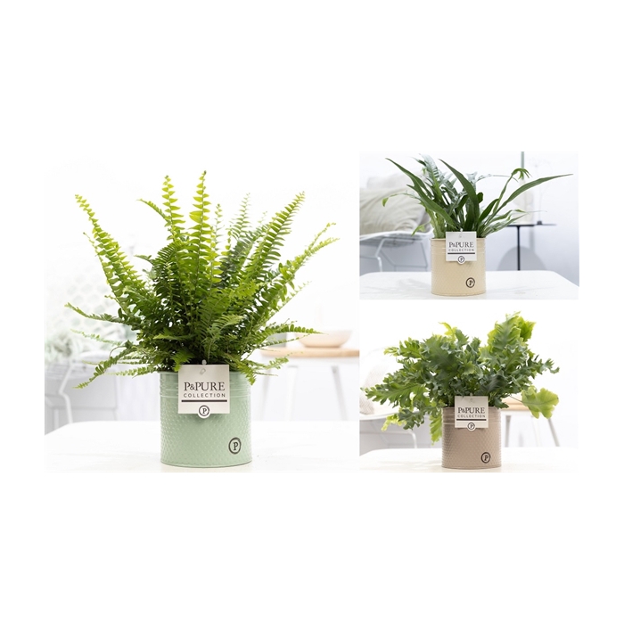 <h4>Varens gemengd in P&PURE zinc pot Louise 4 ass.</h4>