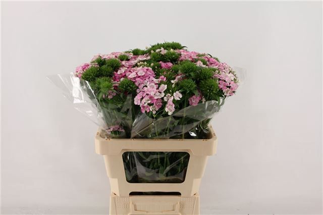 <h4>DI BARB AM ROSE</h4>