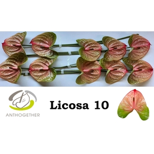 ANTH A LICOSA