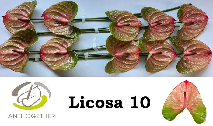 <h4>Anth A Licosa</h4>