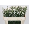 Aster White Gypsy