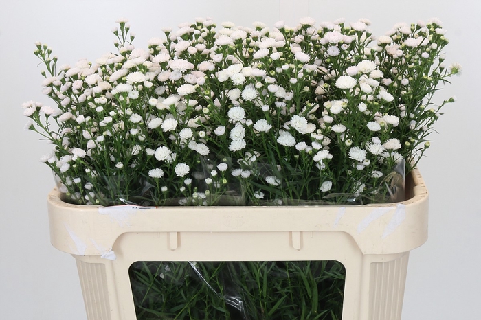 Aster White Gypsy