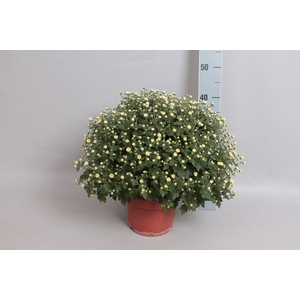 Bolchrysant jasoda White