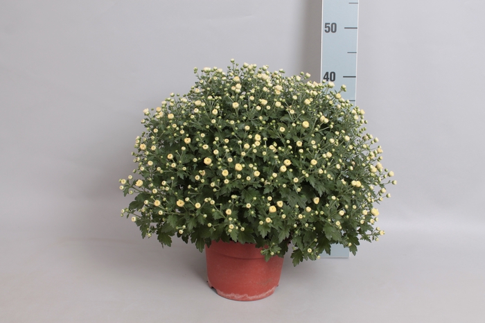 Bolchrysant jasoda White