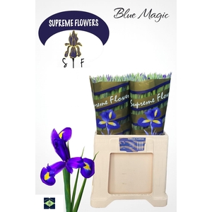 IRIS BLUE MAGIC