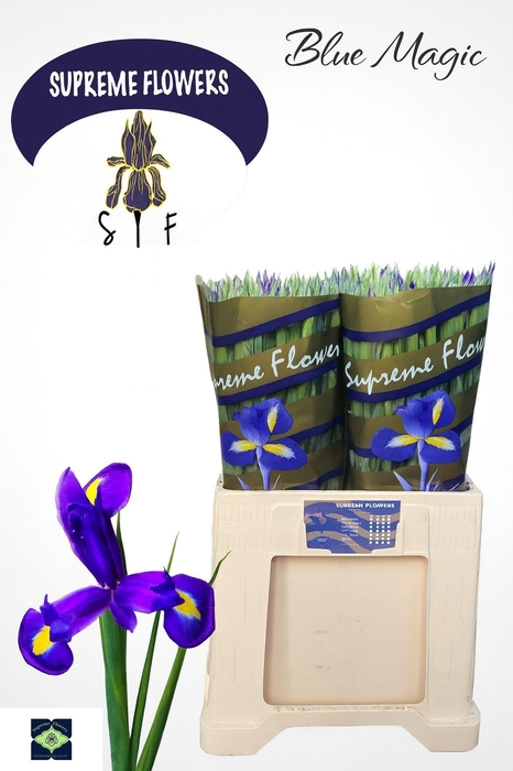 <h4>IRIS BLUE MAGIC</h4>