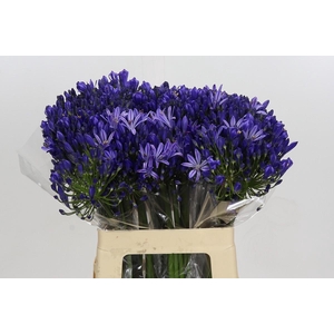 Agapanthus Eyfori Blue