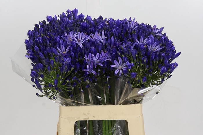 <h4>Agapanthus Eyfori Blue</h4>
