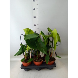 Anthurium   ...
