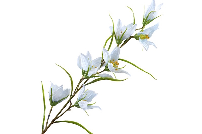 <h4>Campanula Blue Light</h4>