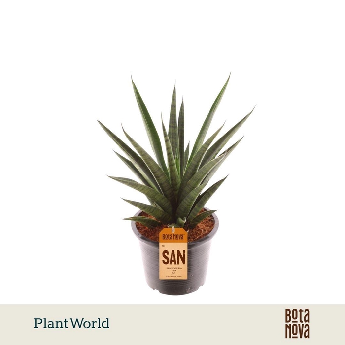 <h4>Sansevieria 'trifciata' Pineapple</h4>