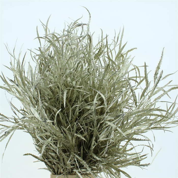 <h4>Grevilea Klb Platina 200gr</h4>