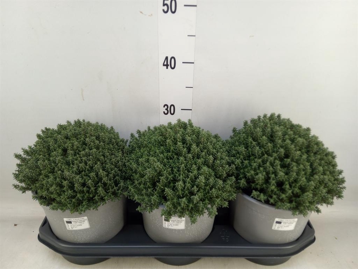 <h4>Thymus vulgaris</h4>