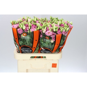 Eust Du Rosita Pink Ex