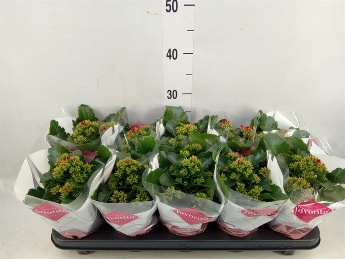 <h4>Kalanchoe blos. 'Lipstick'</h4>