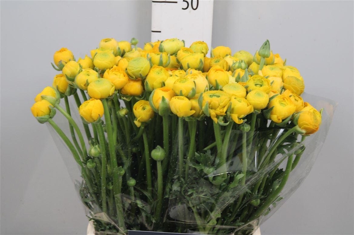 <h4>Ran El. Yellow Ex</h4>