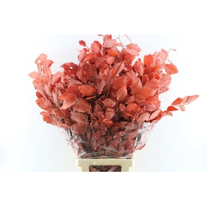Beuk Beech Stab. Red