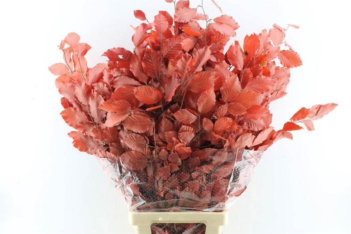 <h4>Beuk Beech Stab. Red</h4>