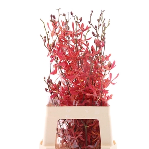 D Arachnis James Story