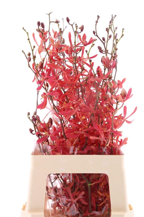 <h4>D Arachnis James Story</h4>