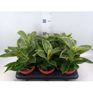 Philodendron   ...