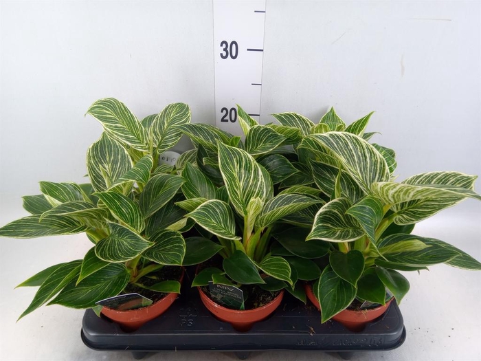<h4>Philodendron   ...</h4>