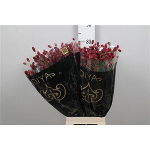 Sang Of Mag R Velvet