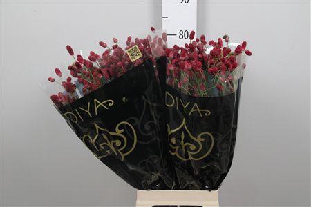 <h4>Sang Of Mag R Velvet</h4>