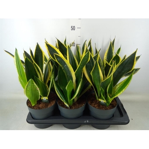 Sansevieria trifa. 'Black Gold'