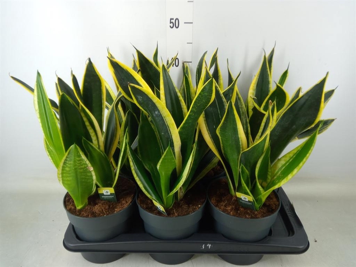 <h4>Sansevieria trifa. 'Black Gold'</h4>
