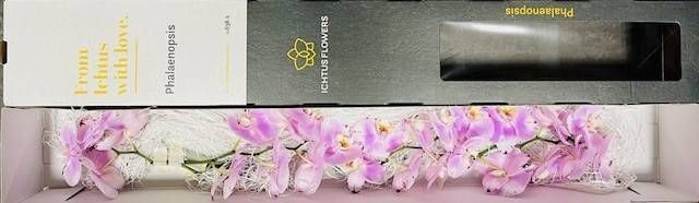 <h4>PHAL OV PER BLOEM</h4>