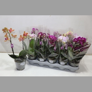 Phal Mf Mix