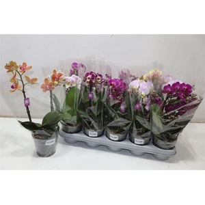 arr8 Phal Mf Mix