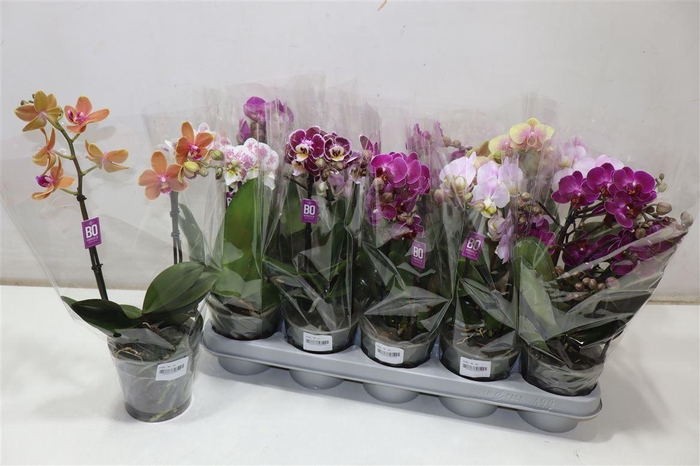 <h4>arr8 Phal Mf Mix</h4>