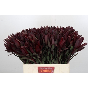 Leucadendron Saf Sunset Dark Red