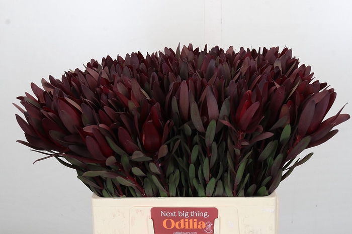 <h4>Leucadendron Saf Sunset Dark Red</h4>