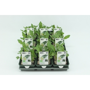 BKH groente 50080 bio Koolrabi Wit (set x9)