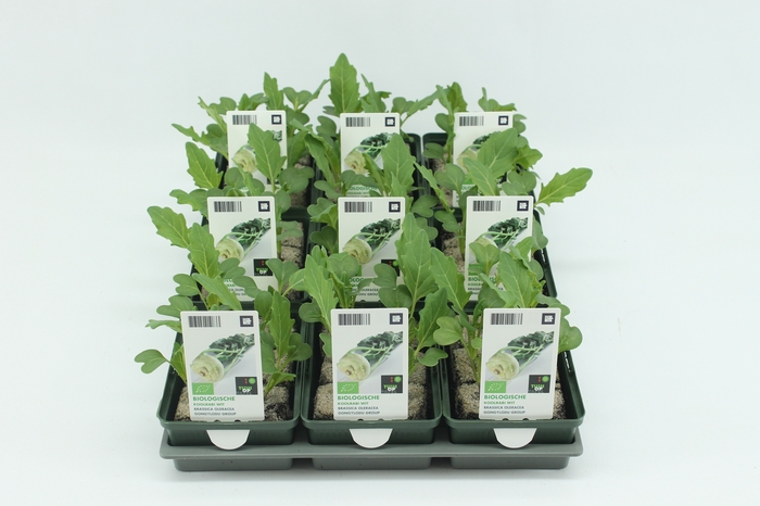 <h4>BKH groente 50080 bio Koolrabi Wit (set x9)</h4>