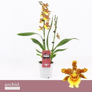 Cambria, Golden Tiger 2-spike 'Orchid Collection'