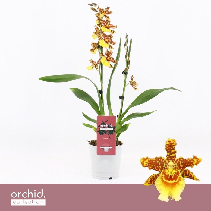 <h4>Cambria, Golden Tiger 2-spike 'Orchid Collection'</h4>