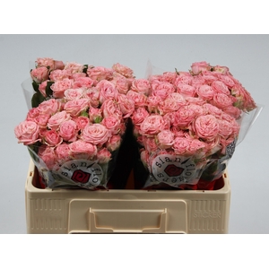 R TR MADAM BOMBASTIC